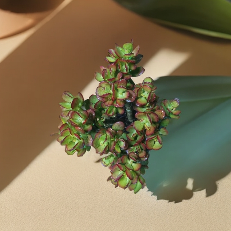 【梵巷多肉】姬红花月 满9.9包邮 脱土裸根发货以直播间里实物为准