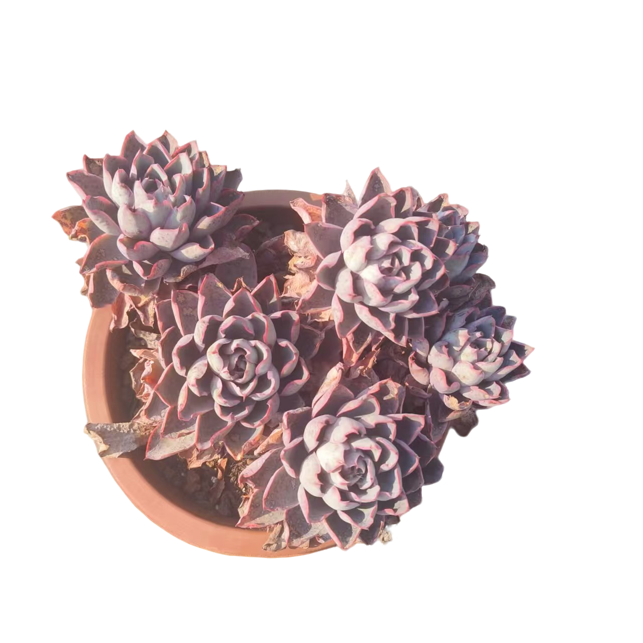 同美多肉园艺  大群赫拉  粉丝福利多肉植物 直播间实物为