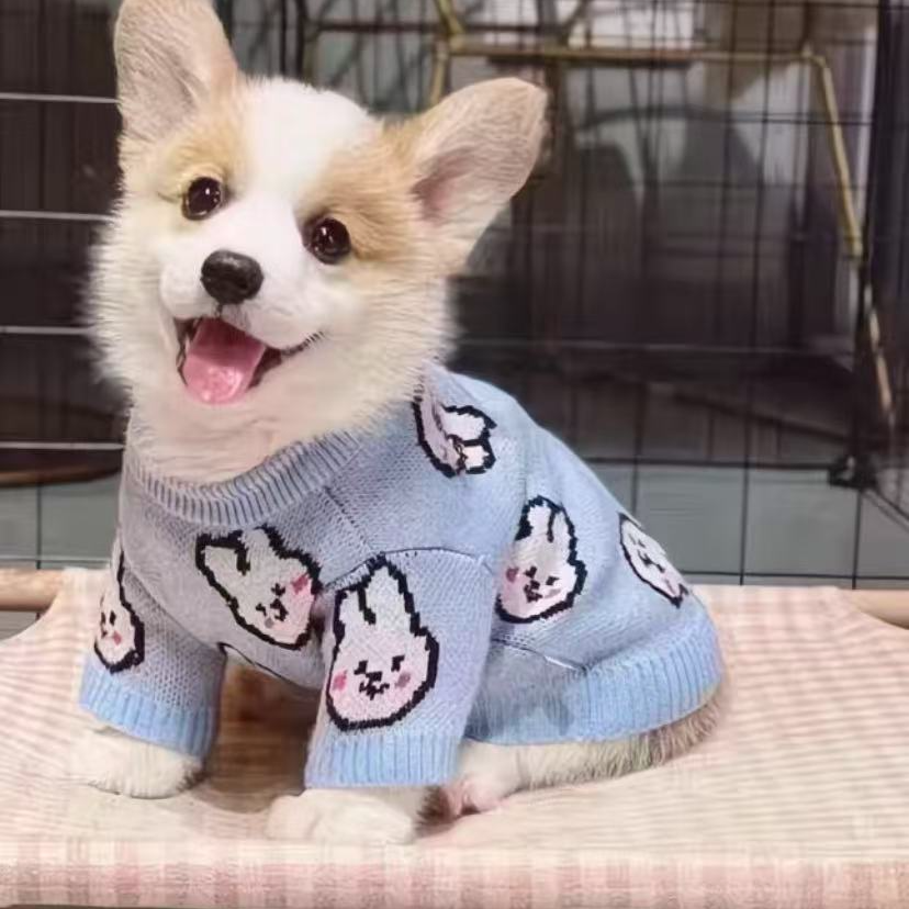 柯基幼犬黄白柯基小纯种短腿白三色活物小狗小型萨摩耶幼犬出售