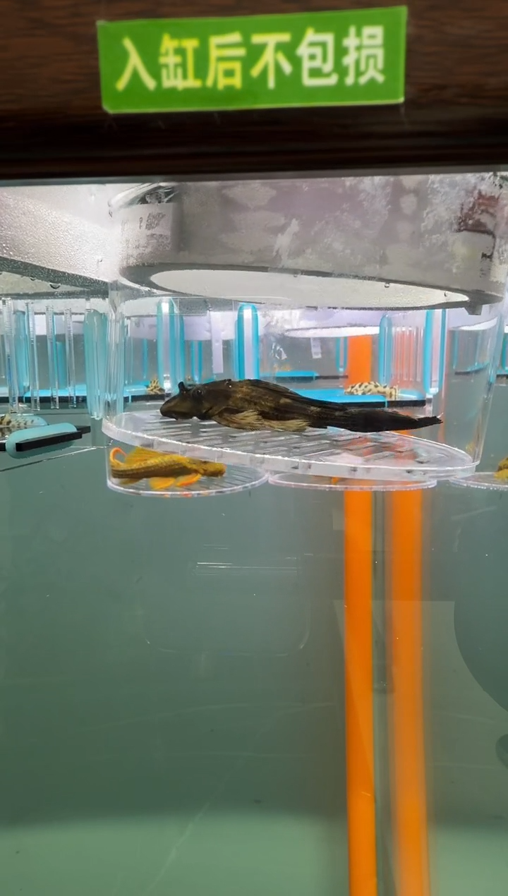 清道夫鱼124号鳄鱼入缸不包损录制完整开箱视频8.8厘米