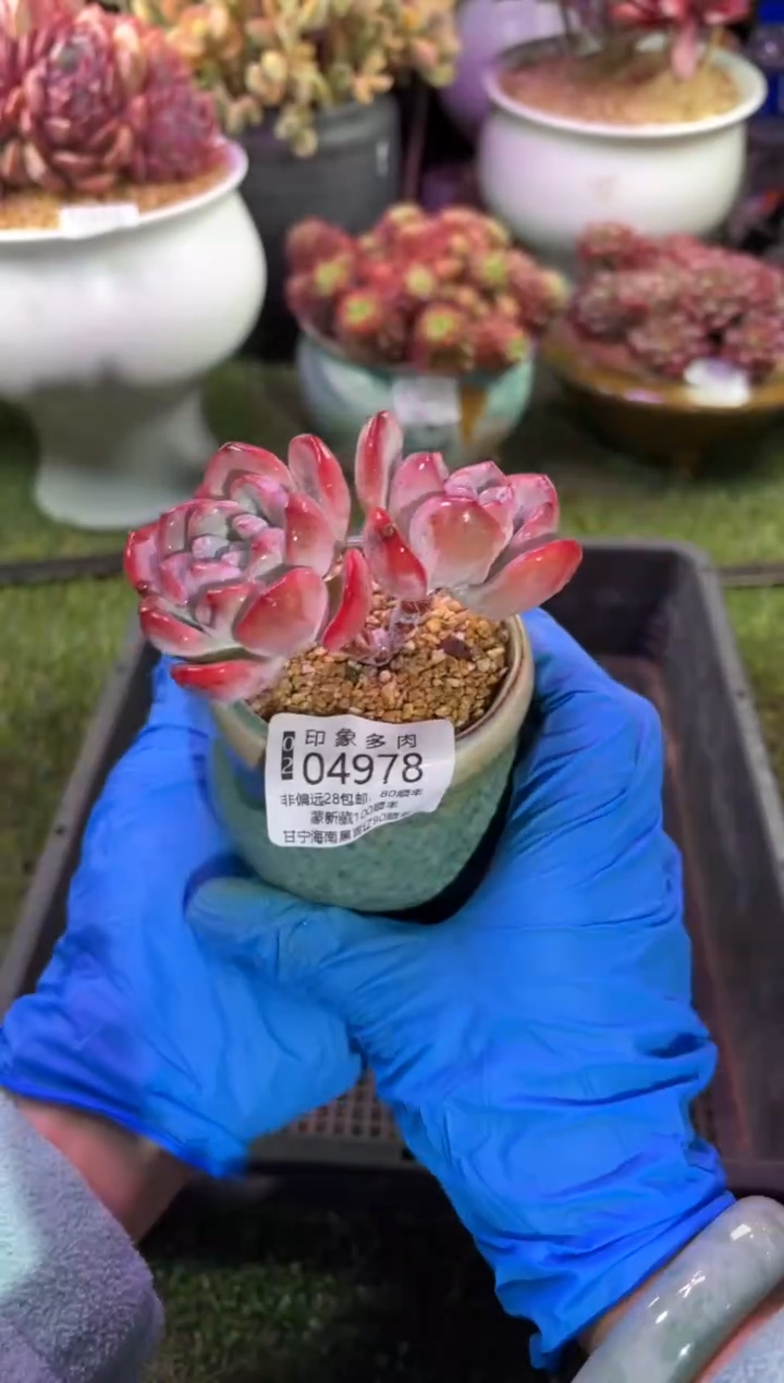 【闪购商品】04978脱土带盆