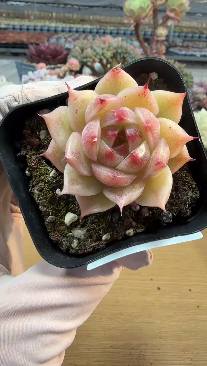 东云多肉园二店-355