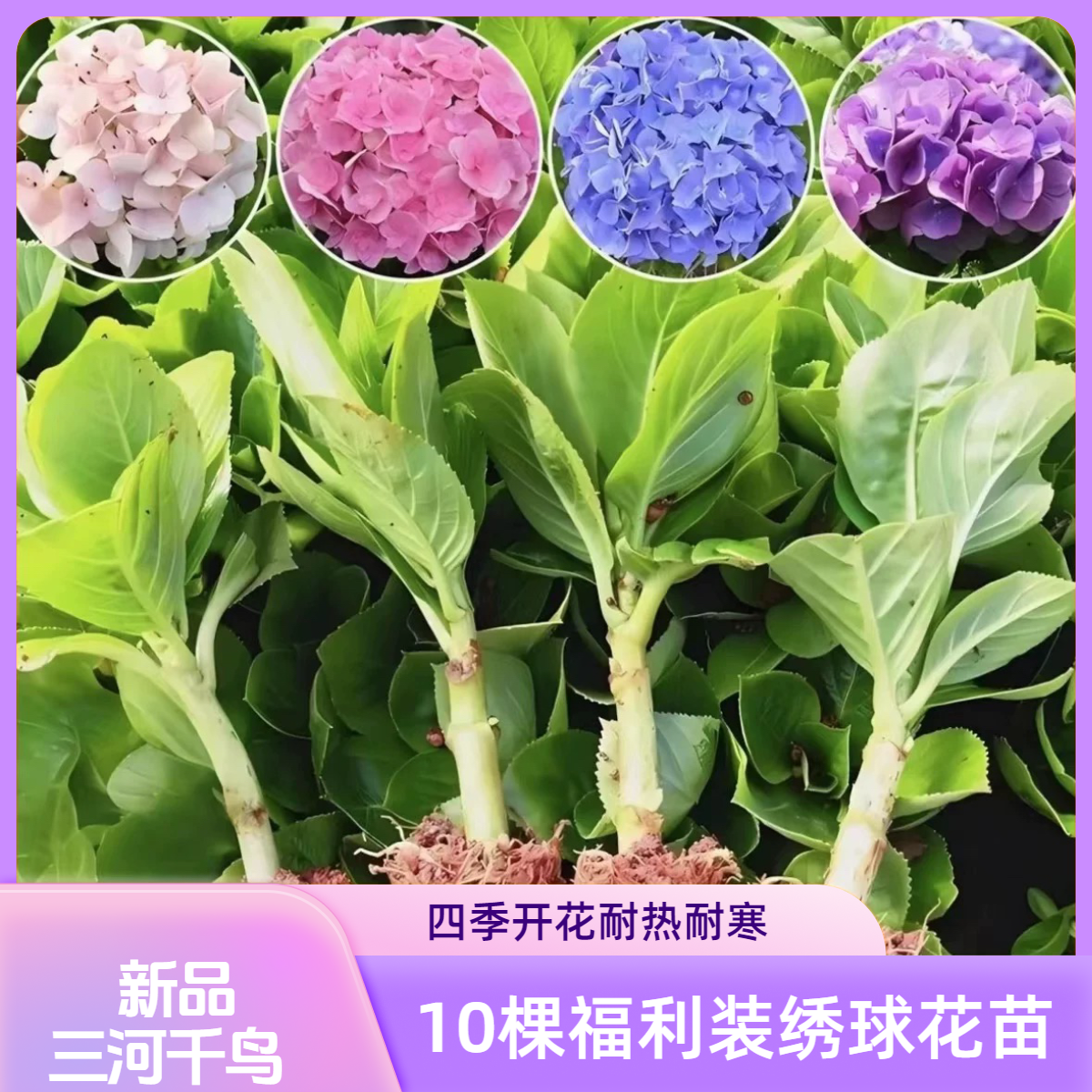 10棵大花绣球花苗耐冷耐热庭院室内易活好种花多四季开花
