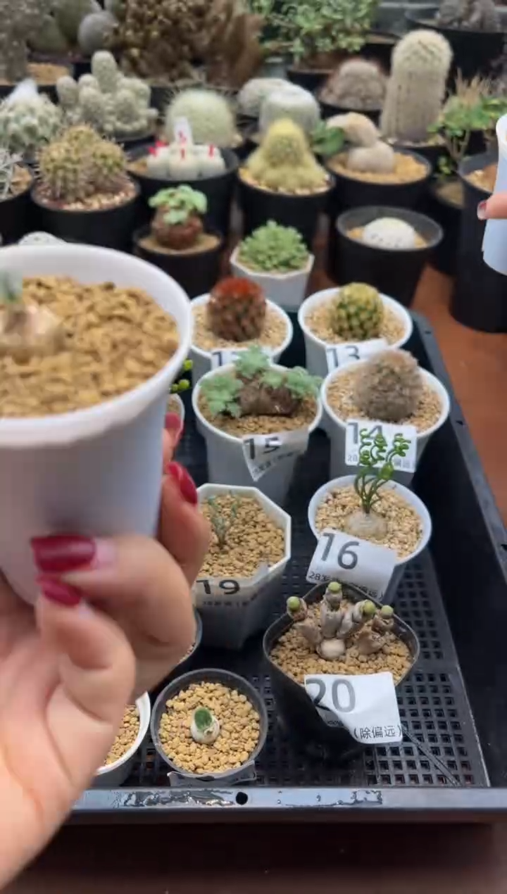 ❤**❤惊喜姐专拍恩特美加猫舌头