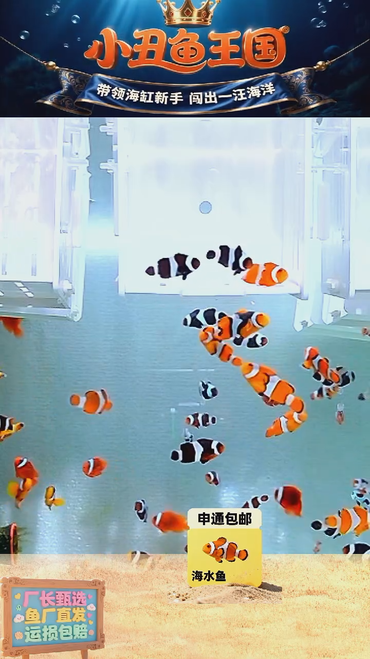 海水鱼全品奥黑3.5-4一对 一条全品公子