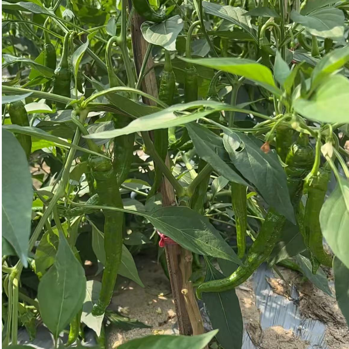 【老赵助农】修水本地辣椒（价格会有浮动）（农家种植，介意慎拍）