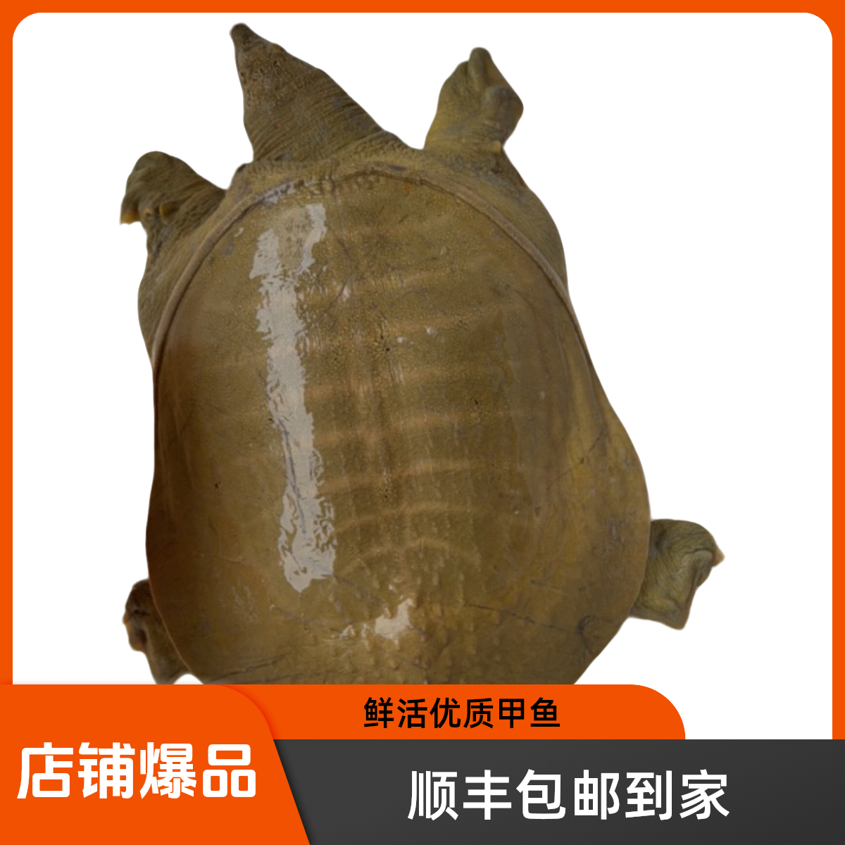 中秋佳品 鲜活甲鱼顺丰包邮到家 现场称重改价链接
