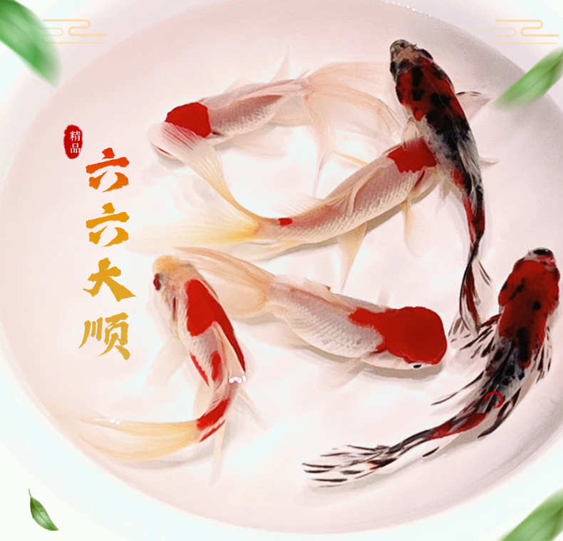 【六六大顺】丹顶红狮子头金鱼兰花草金鱼红白凤尾草金鱼鲜活观赏鱼