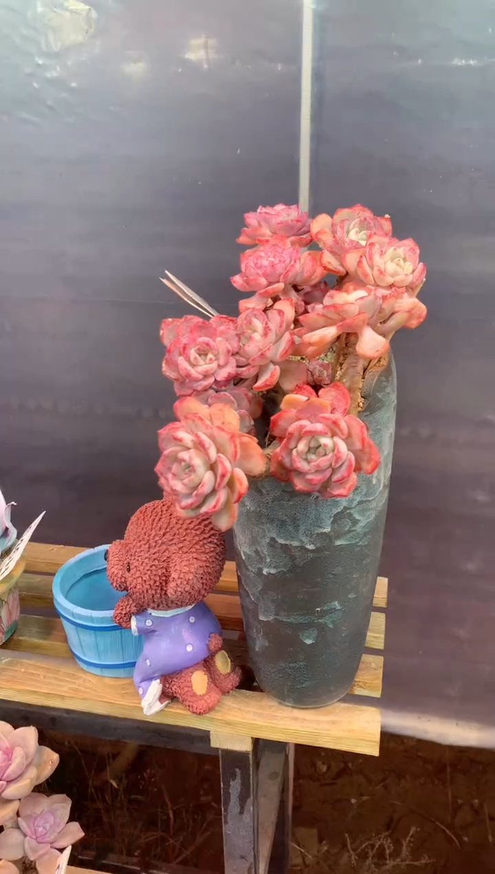 047H土面下有断枝（一物一拍，精品多肉，w所见即所得 ）