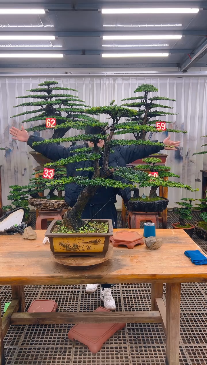 无花朵精品盆景直播间一物一拍