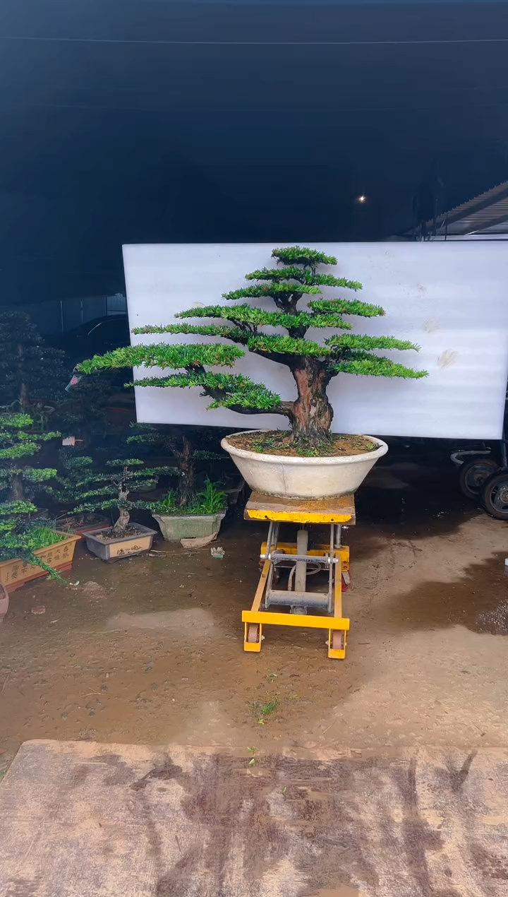 无花朵精品盆景直播间一物一拍