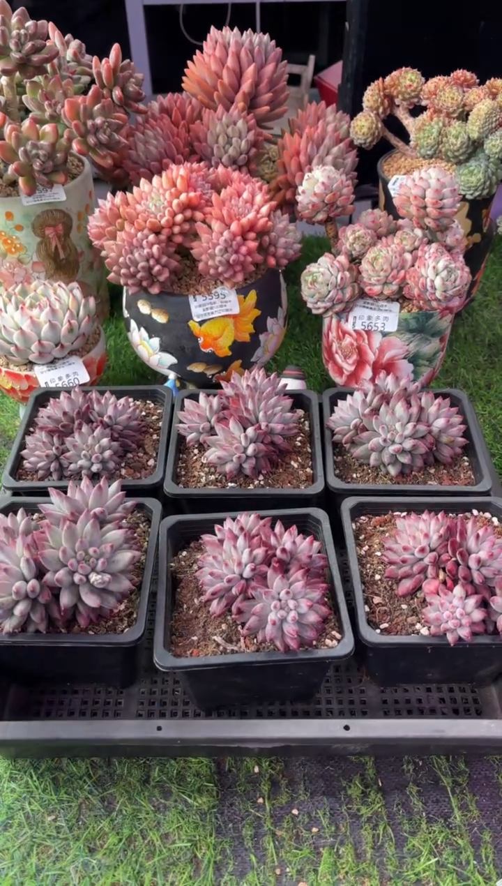 昆明印象多肉  四头车厘子1颗