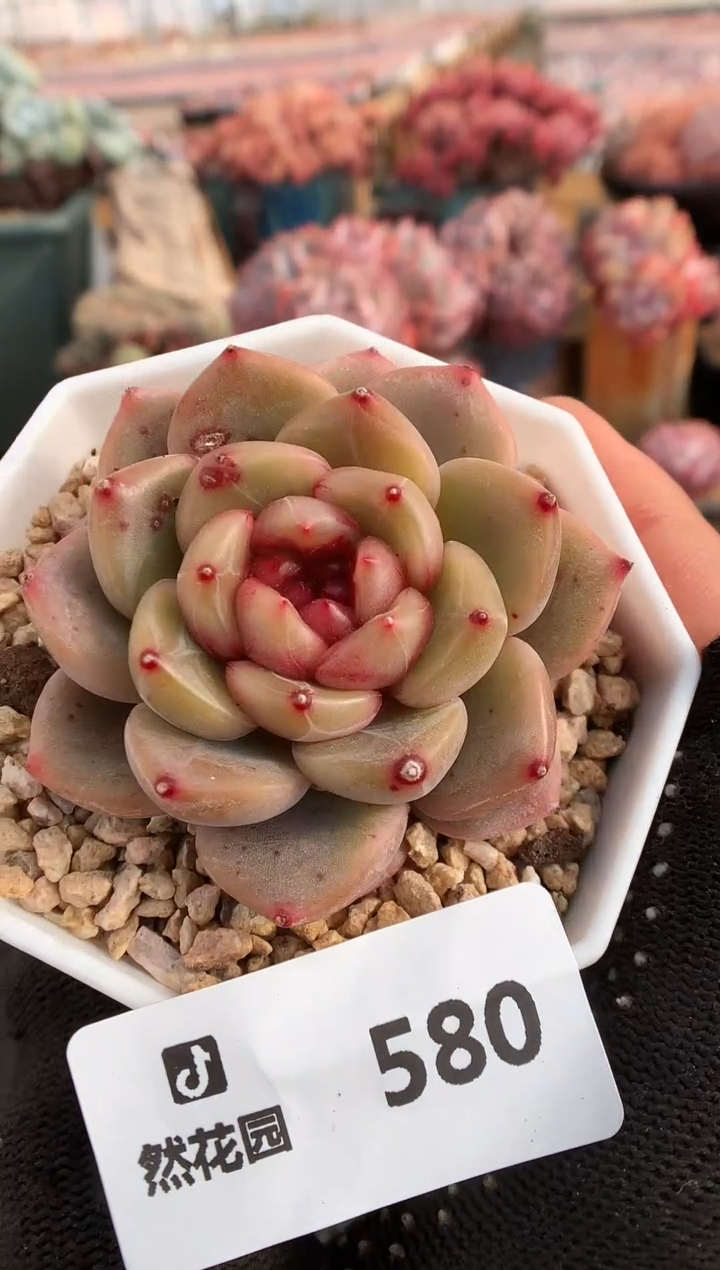 【闪购商品】580糖心一物一拍