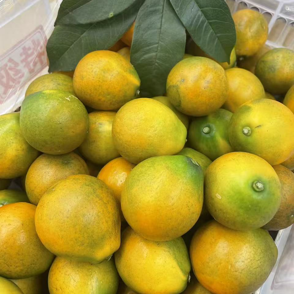【脆甜无酸】融安脆蜜金柑广西壮族自治区