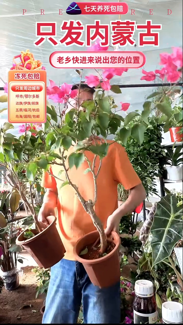 完全开放同安红三角梅