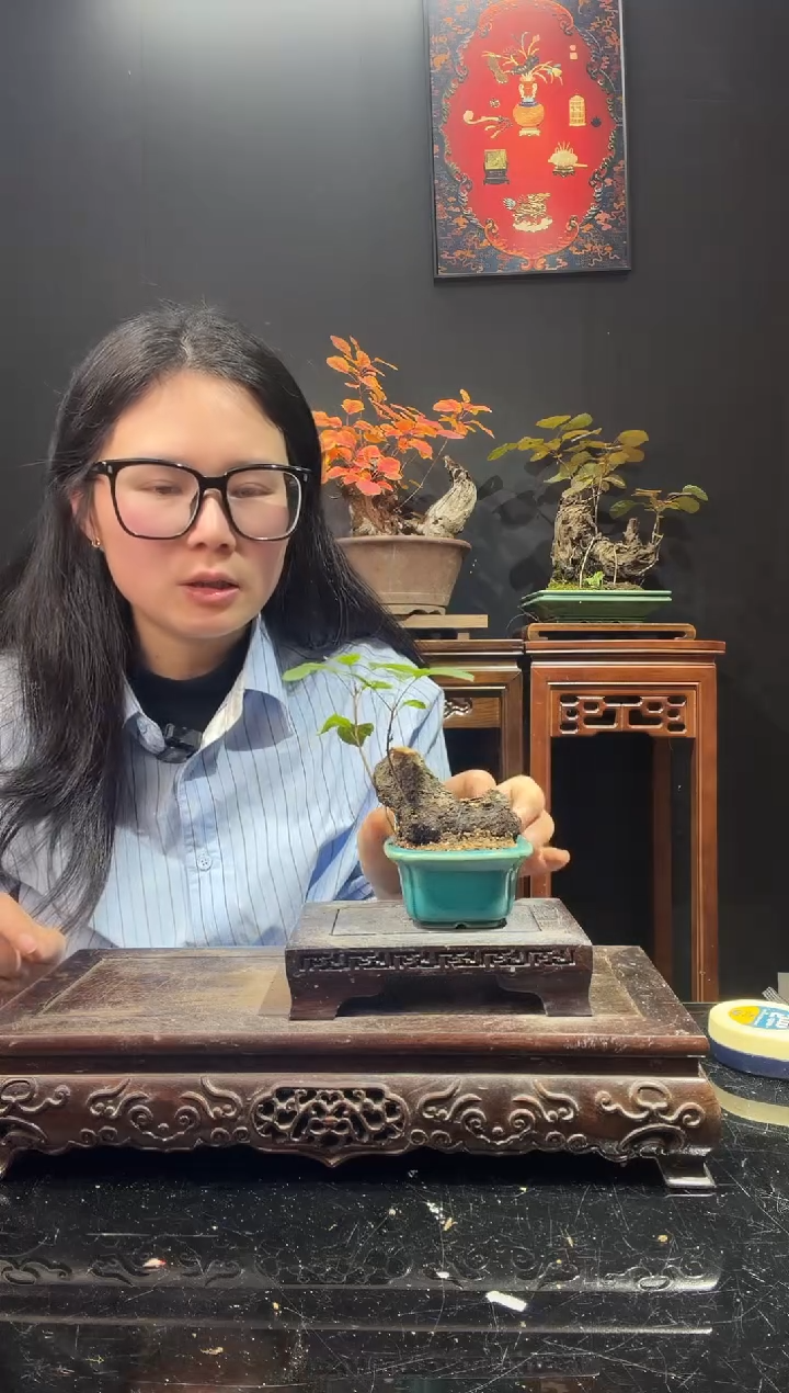 完全开放黄栌000