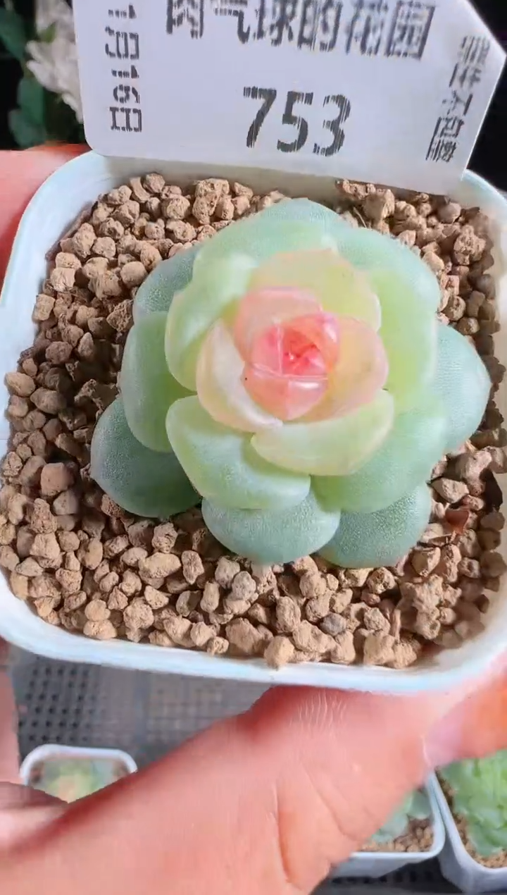 1116-753bl53群生不包整