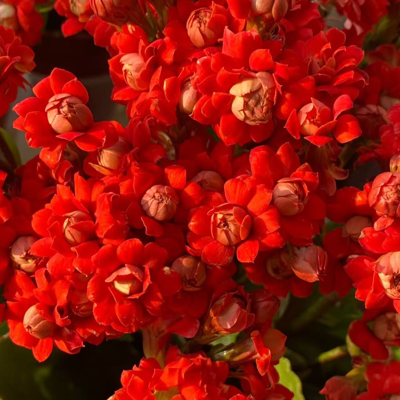 《喜庆》重瓣长寿花小苗 原盆原土花苞发货 年宵花