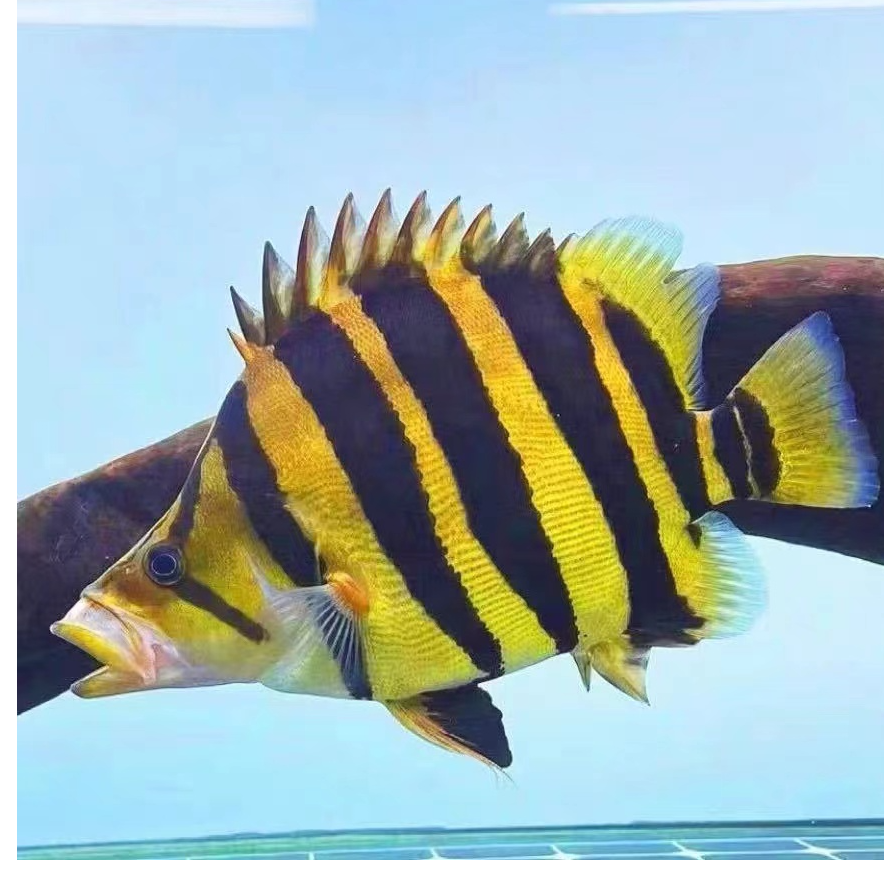 虎鱼野生苏虎四纹虎苏门答腊虎印尼虎热带淡水鱼