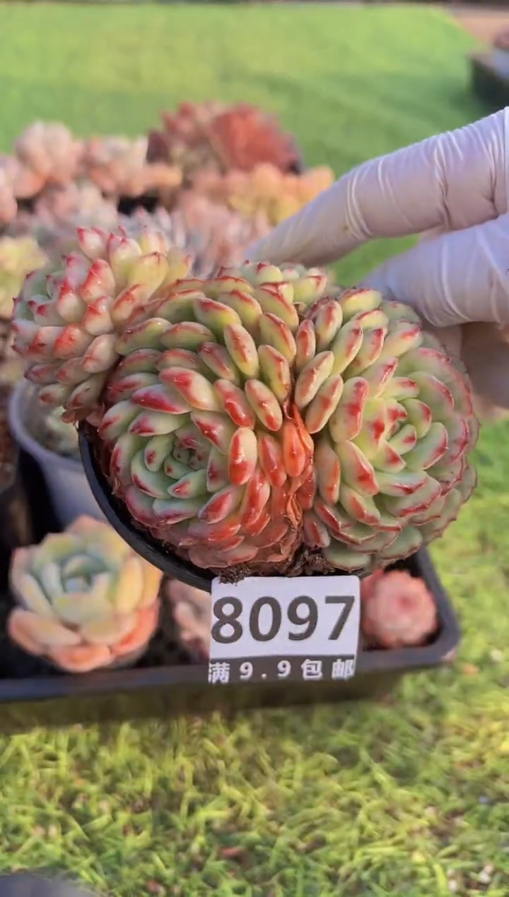 【闪购商品】信福多肉一物一拍