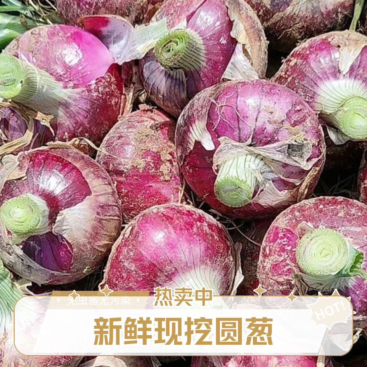 2025新鲜水果洋葱