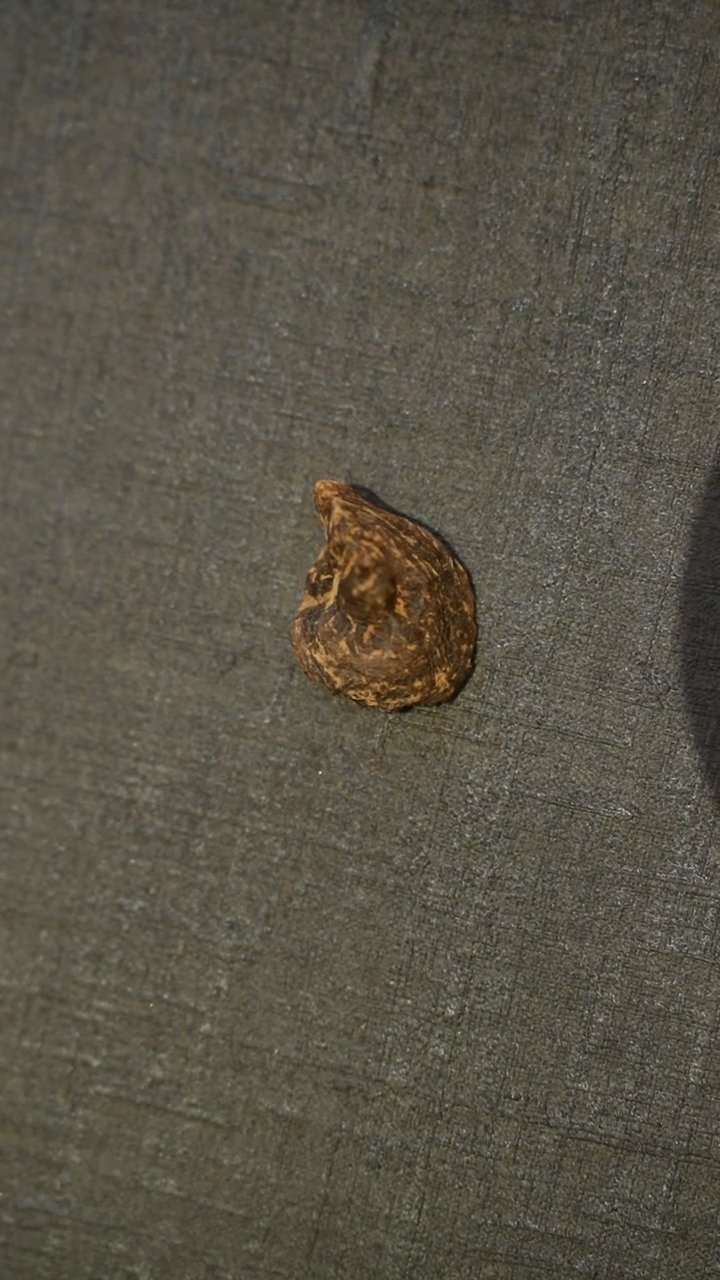 沉香吊坠海南沉水老香1.69g