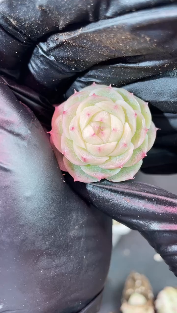 闪购2117 神音多肉一颗 3.5厘米