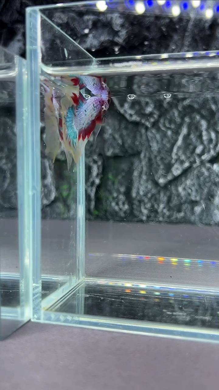 斗鱼竞拍链接A034