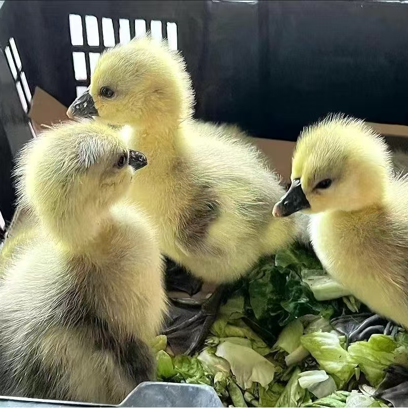 【狮头】娥活体宠物顺丰包邮