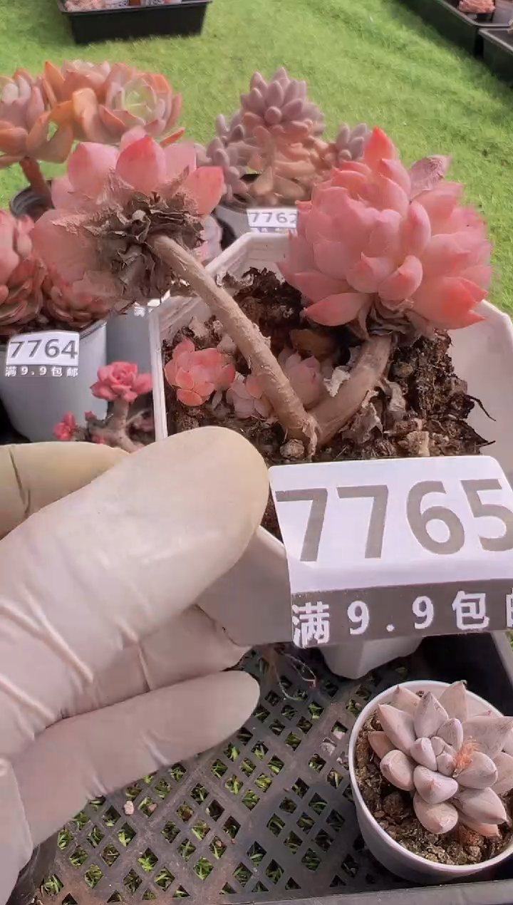 【闪购商品】信福多肉一物一拍