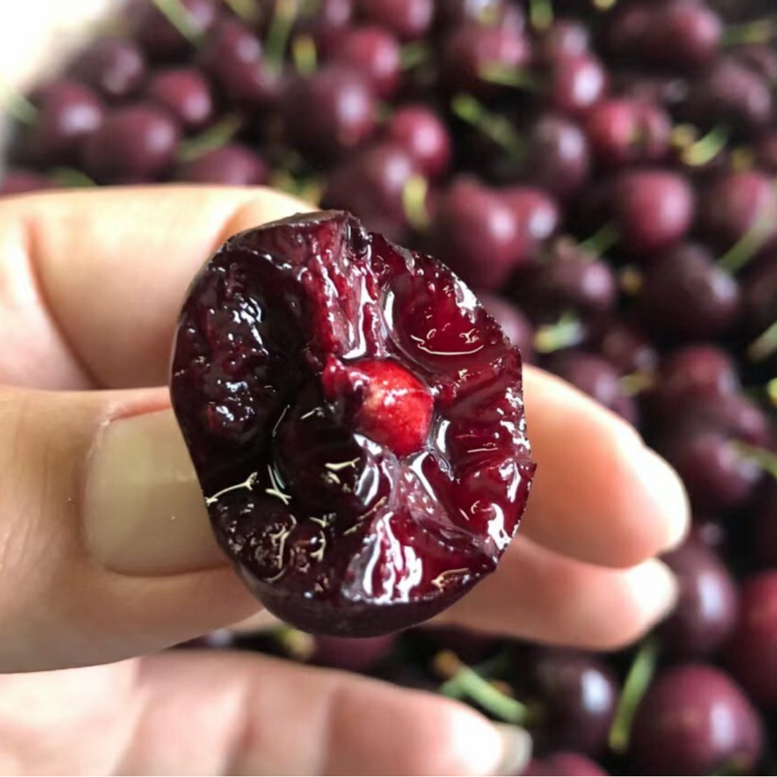 【陈灵岳甄选】北美空运斯基娜2/4J车厘子一份 净重1-5斤