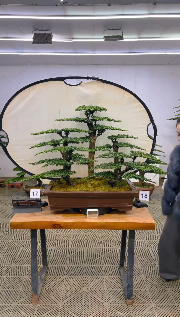 无花朵一物一拍一物一拍