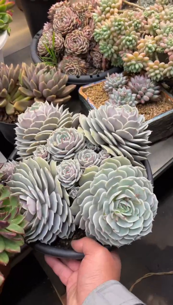 【闪购商品】1-240露娜莲