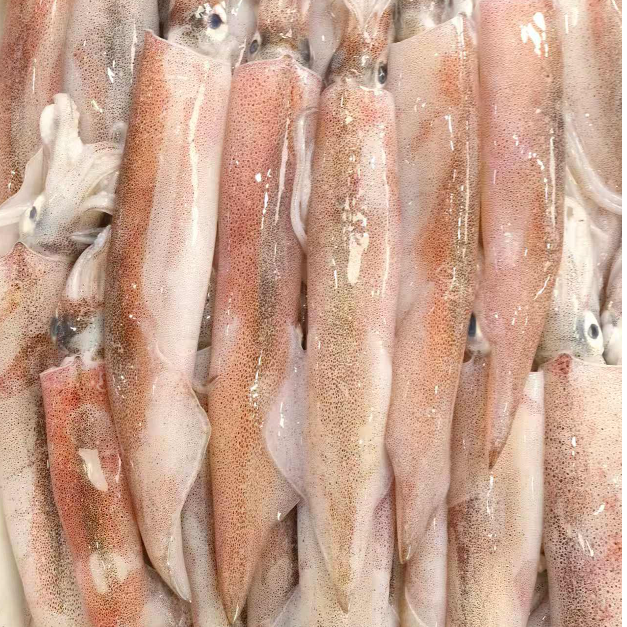 大管/火箭管/辣椒管顺丰发货次日达鱿鱼海鲜