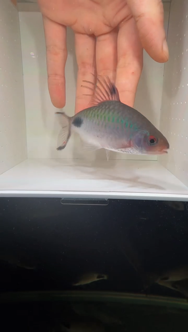 工具鱼红杂紫1111
