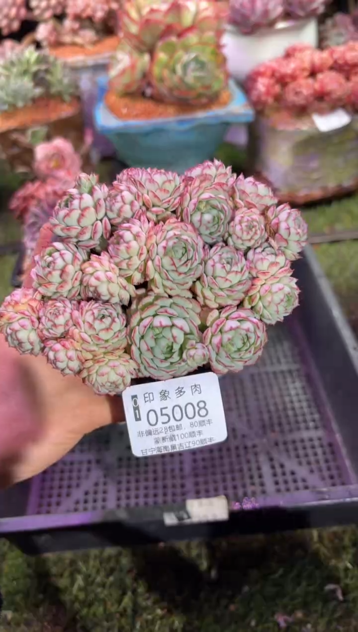 【闪购商品】05008