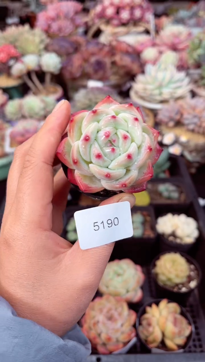 【闪购商品】5190单头多肉