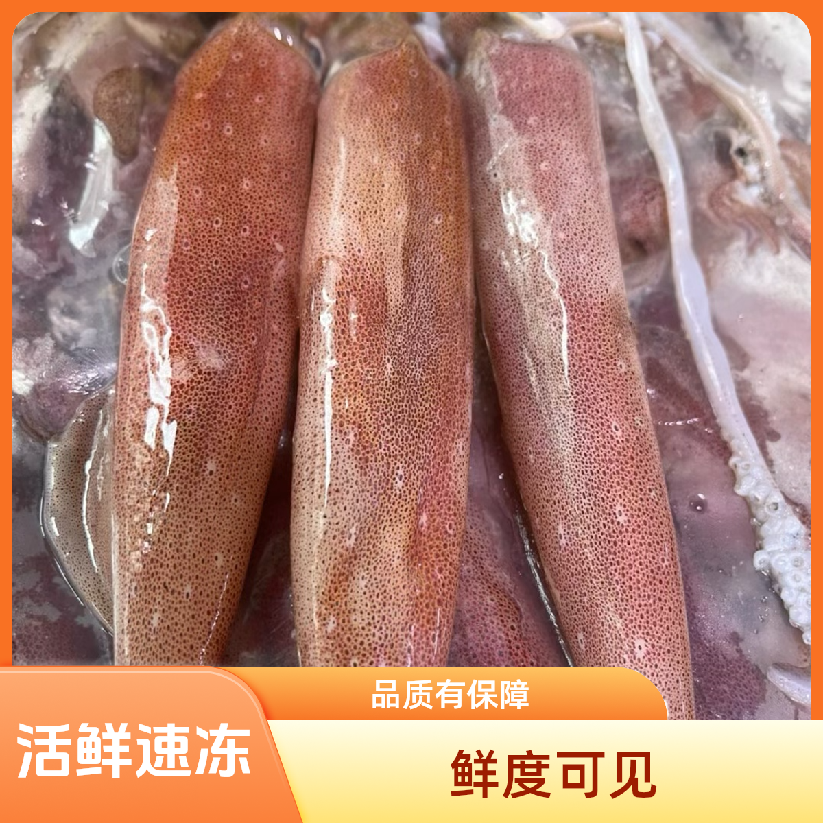 广东手钓母管长鱿鱼鲜活速冻美味海鲜顺丰冷链到家坏单包退火箭