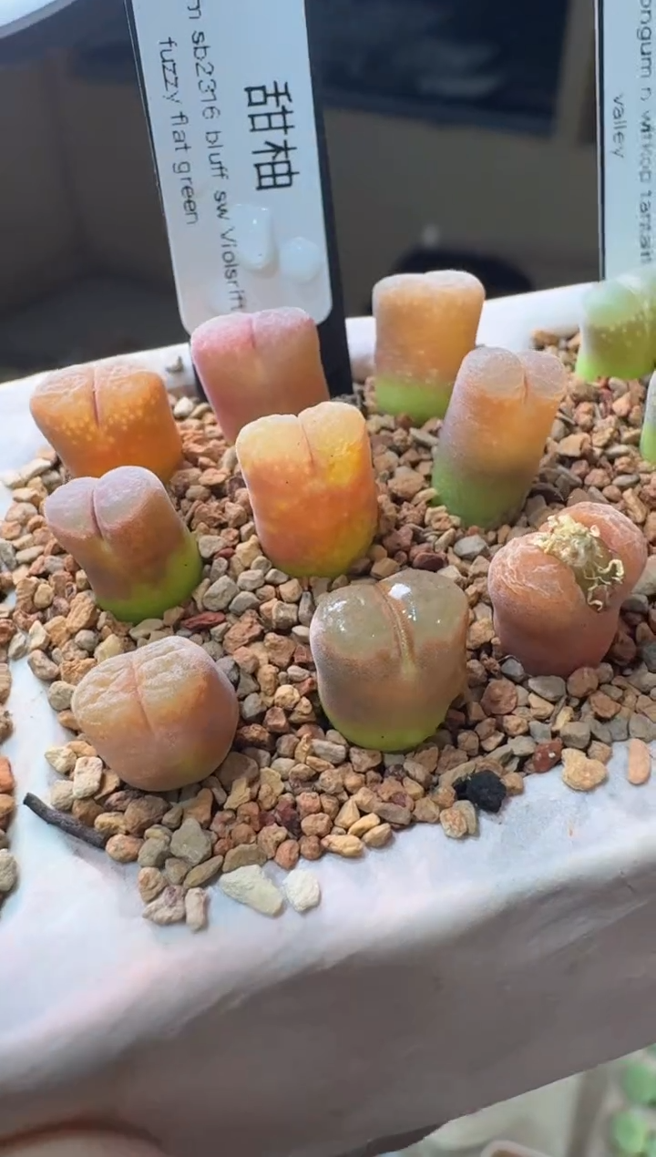 128多肉植物肉锥甜柚一颗