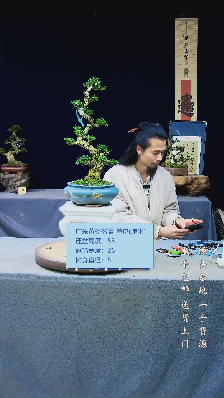 【闪购商品】黄杨盆景黄杨盆景