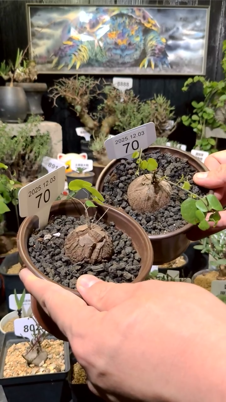 70号1203福利南非龟甲龙买一送一