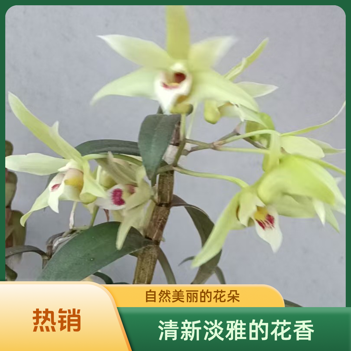 露天铁皮石斛六年老苗，开花清香，好吃好养。基地直发