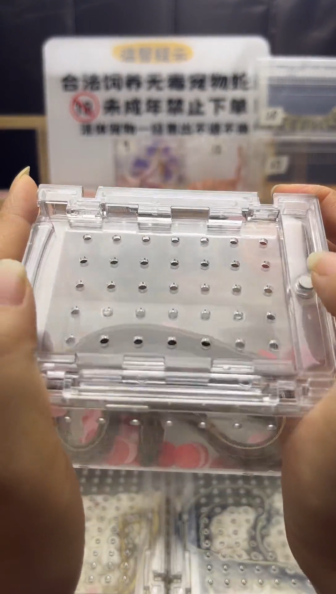 豹纹守宫原色显直母