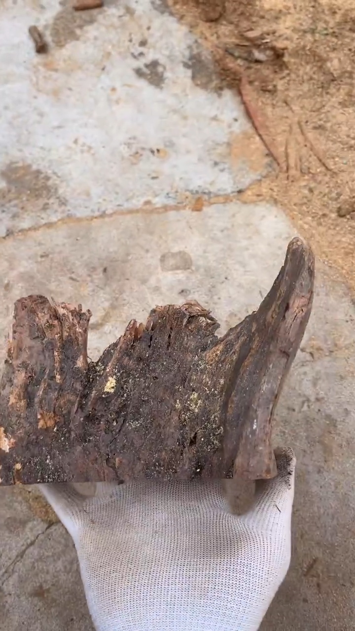 柏木（崖柏）太行崖柏摆件