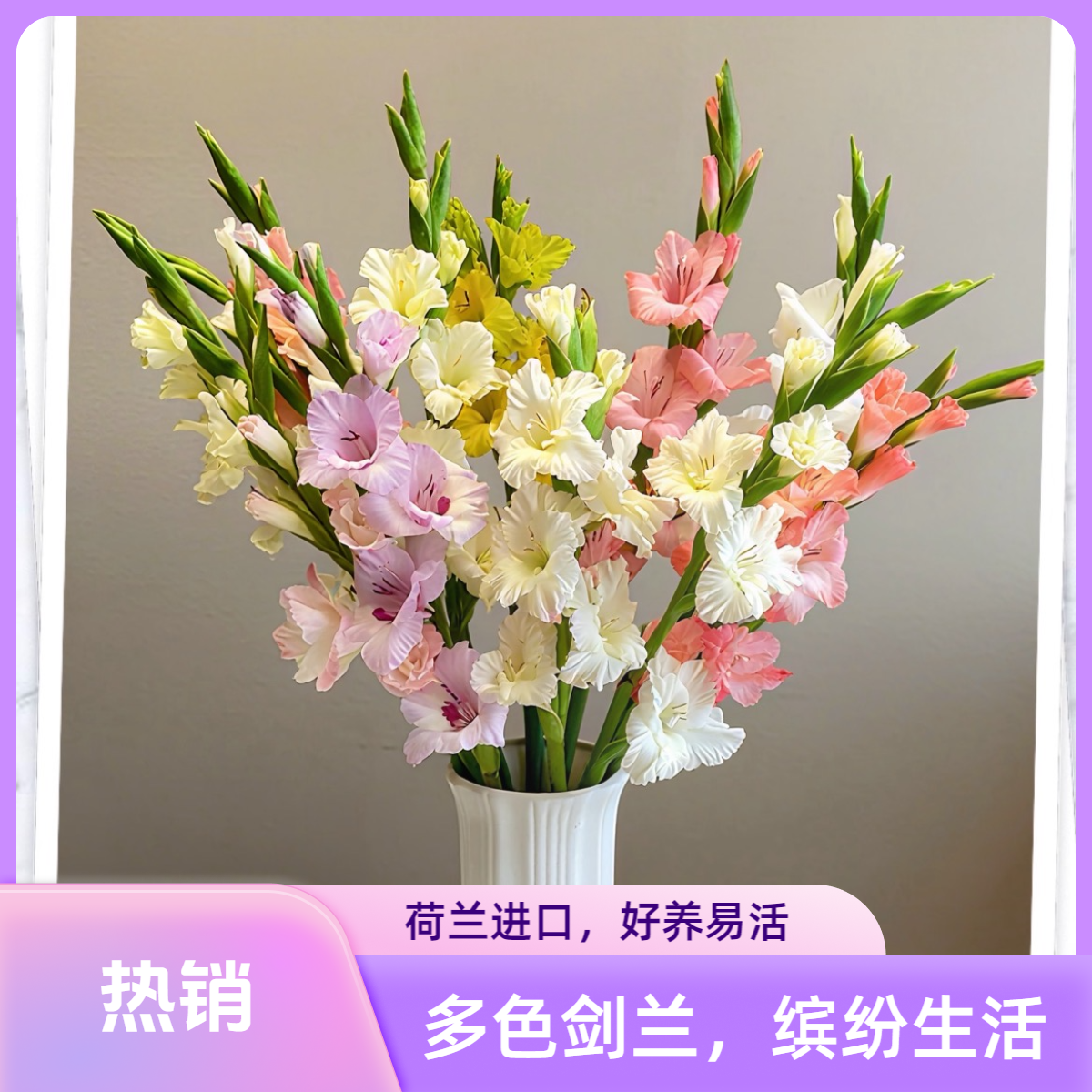 【荷兰进口】剑兰种球耐寒好养易活阳台庭院花卉