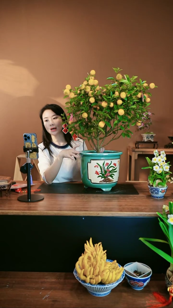 【闪购商品】盆景大金桔