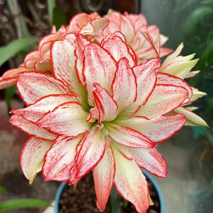 【干邑橙酒】日朱直播间讲解为准★朱顶红种球-7.25