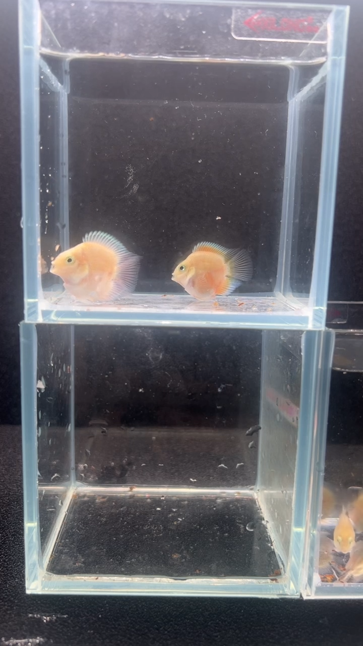 鹦鹉鱼自家繁殖迷你鹦鹉鱼