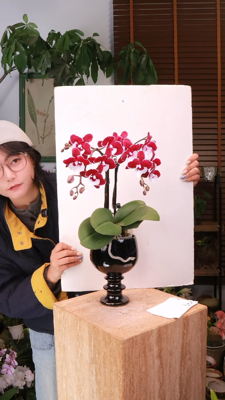 全部花朵 圣诞老人蝴蝶兰  带盆 种好发货 顺丰包邮