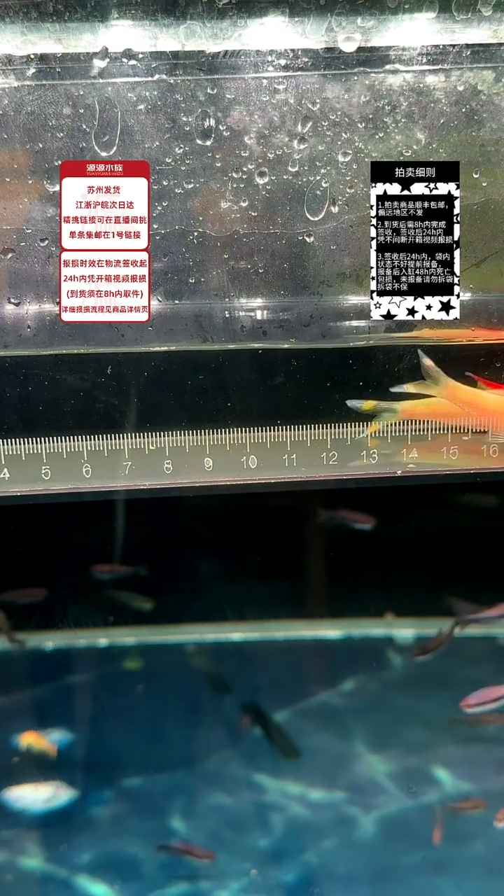 灯科鱼黄化一眉一对【一物一拍】